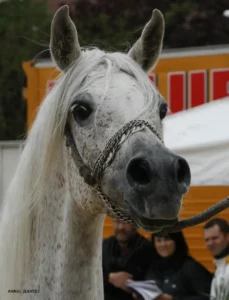 Photo de MESSALI DES AUBUES, pur-sang arabe passé au Haras de la Chataignière - Des Aubus