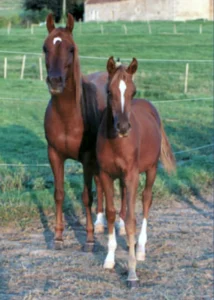 Photo de METROPOL DES AUBUES, pur-sang arabe passé au Haras de la Chataignière - Des Aubus