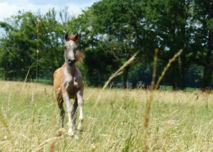 Photo de MYLH AMIR DES AUBUS, pur-sang arabe passé au Haras de la Chataignière - Des Aubus