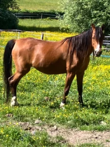 Photo de MISS ESPERANZA, pur-sang arabe passé au Haras de la Chataignière - Des Aubus