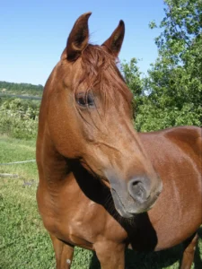 Photo de MOLOA DES AUBUES, pur-sang arabe passé au Haras de la Chataignière - Des Aubus