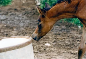 Photo de MONTANCYA, pur-sang arabe passé au Haras de la Chataignière - Des Aubus