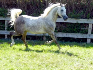 Photo de MOUSCADET DES AUBUS, pur-sang arabe passé au Haras de la Chataignière - Des Aubus