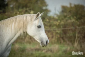 Photo de MUSCANA DES AUBUES, pur-sang arabe passé au Haras de la Chataignière - Des Aubus