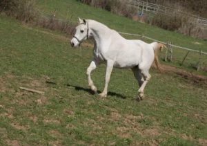Photo de MUSCATENA (USA), pur-sang arabe passé au Haras de la Chataignière - Des Aubus