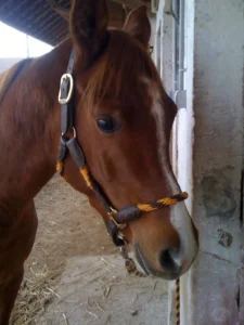 Photo de MUSCAV DES AUBUS, pur-sang arabe passé au Haras de la Chataignière - Des Aubus