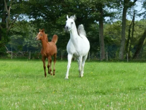 Photo de MYSS ANGEL DES AUBUES, pur-sang arabe passé au Haras de la Chataignière - Des Aubus