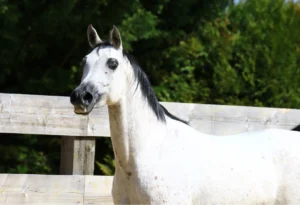 Photo de MYSTISHAA DES AUBUES, pur-sang arabe passé au Haras de la Chataignière - Des Aubus