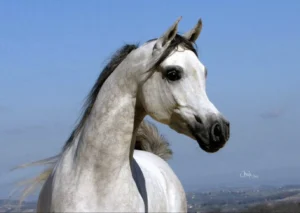 Photo de MYTIC DES AUBUS, pur-sang arabe passé au Haras de la Chataignière - Des Aubus