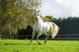 Photo de MALHIKA EL PAWIK, pur-sang arabe passé au Haras de la Chataignière - Des Aubus