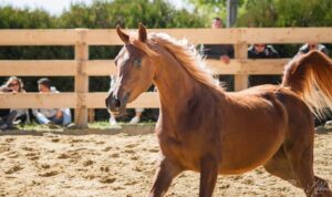 Photo de MAXILIA DES AUBUES, pur-sang arabe passé au Haras de la Chataignière - Des Aubus