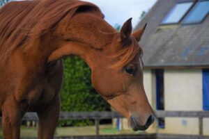 Photo de MEGARA DES AUBUES, pur-sang arabe passé au Haras de la Chataignière - Des Aubus