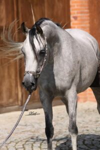 Photo de MISSCAT DES AUBUES, pur-sang arabe passé au Haras de la Chataignière - Des Aubus