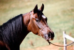 Photo de NADJAVAK, pur-sang arabe passé au Haras de la Chataignière - Des Aubus