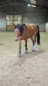 Photo de NEDJAM DES AUBUES, pur-sang arabe passé au Haras de la Chataignière - Des Aubus