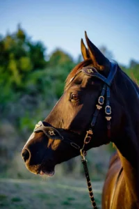 Photo de NINO DES AUBUS, pur-sang arabe passé au Haras de la Chataignière - Des Aubus