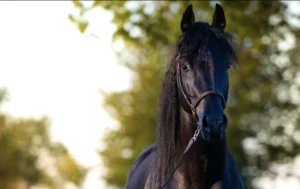 Photo de NONITO DES AUBUS, pur-sang arabe passé au Haras de la Chataignière - Des Aubus