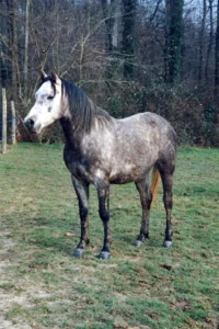 Photo de NORTHON, pur-sang arabe passé au Haras de la Chataignière - Des Aubus