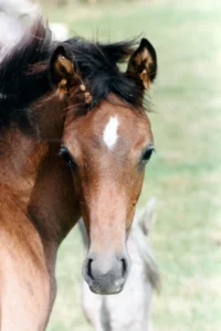 Photo de NOUREEV DES AUBUS, pur-sang arabe passé au Haras de la Chataignière - Des Aubus