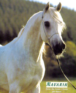 Photo de NAVARIN (DEU), pur-sang arabe passé au Haras de la Chataignière - Des Aubus