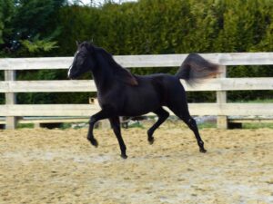 Photo de NYNA DES AUBUES, pur-sang arabe passé au Haras de la Chataignière - Des Aubus
