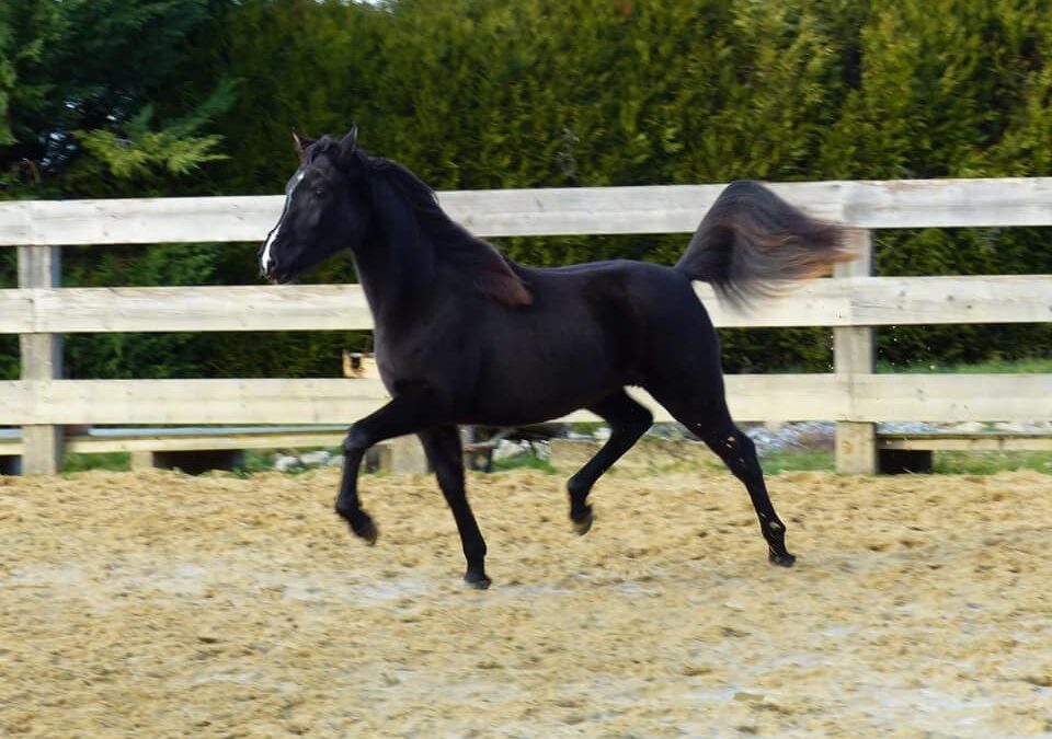 NYNA DES AUBUES