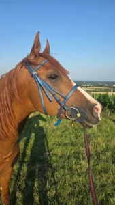 Photo de OBAN'OA DES AUBUS, pur-sang arabe passé au Haras de la Chataignière - Des Aubus