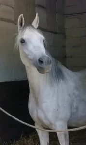 Photo de OCCIRA DES AUBUES, pur-sang arabe passé au Haras de la Chataignière - Des Aubus