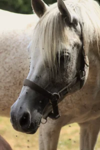 Photo de OMELIA DES AUBUES, pur-sang arabe passé au Haras de la Chataignière - Des Aubus