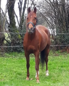 Photo de OSPINA (ESP), pur-sang arabe passé au Haras de la Chataignière - Des Aubus