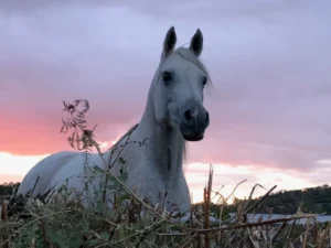 Photo de OTHELYA DES AUBUES, pur-sang arabe passé au Haras de la Chataignière - Des Aubus