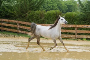 Photo de PACIFICA DES AUBUES, pur-sang arabe passé au Haras de la Chataignière - Des Aubus