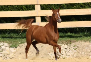 Photo de PADRONNA DES AUBUES, pur-sang arabe passé au Haras de la Chataignière - Des Aubus