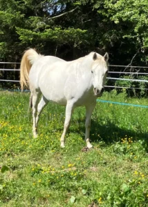 Photo de PALMIRA DES AUBUES, pur-sang arabe passé au Haras de la Chataignière - Des Aubus