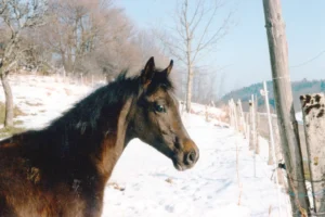 Photo de PANDJAR, pur-sang arabe passé au Haras de la Chataignière - Des Aubus
