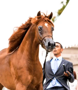 Photo de PEGASE DU CASTEL, pur-sang arabe passé au Haras de la Chataignière - Des Aubus