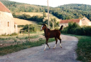 Photo de PRISTINA DES AUBUES, pur-sang arabe passé au Haras de la Chataignière - Des Aubus