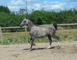 Photo de PRUDANDCE DES AUBUS, pur-sang arabe passé au Haras de la Chataignière - Des Aubus