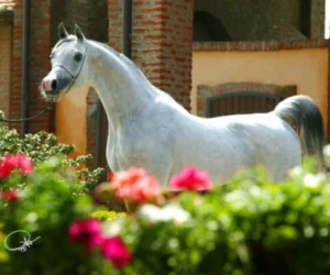 Photo de PADRONS IMMAGE (USA), pur-sang arabe passé au Haras de la Chataignière - Des Aubus