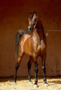 Photo de RAFAHAG (ITA), pur-sang arabe passé au Haras de la Chataignière - Des Aubus