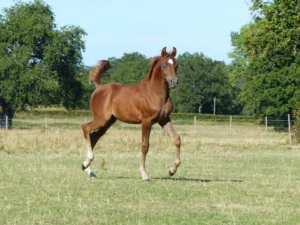 Photo de RAFFAZ DES AUBUS, pur-sang arabe passé au Haras de la Chataignière - Des Aubus