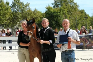 Photo de RAFSHANE, pur-sang arabe passé au Haras de la Chataignière - Des Aubus