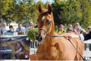 Photo de RAHSMAG DES AUBUS, pur-sang arabe passé au Haras de la Chataignière - Des Aubus