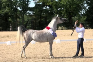 Photo de RAYANNA DES AUBUES, pur-sang arabe passé au Haras de la Chataignière - Des Aubus