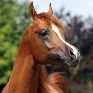 Photo de RECTOR'S RAMINO (BEL), pur-sang arabe passé au Haras de la Chataignière - Des Aubus