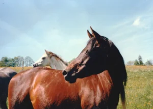 Photo de RISARIA (DEU), pur-sang arabe passé au Haras de la Chataignière - Des Aubus