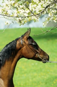 Photo de RISSALMA, pur-sang arabe passé au Haras de la Chataignière - Des Aubus