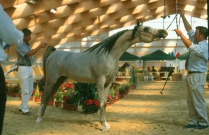 Photo de ROMANTIKA DES AUBUES, pur-sang arabe passé au Haras de la Chataignière - Des Aubus