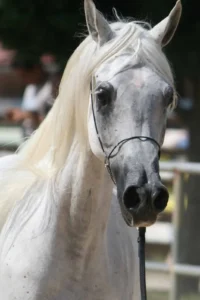 Photo de SAMCHA EL NEDJMA, pur-sang arabe passé au Haras de la Chataignière - Des Aubus