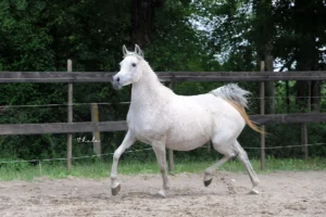 Photo de SAMOA DES AUBUES, pur-sang arabe passé au Haras de la Chataignière - Des Aubus